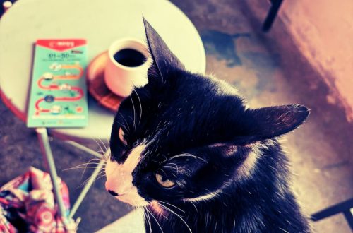 cafés más instagrameables de Seúl