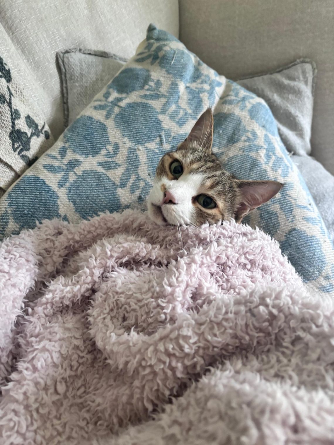 housesitting