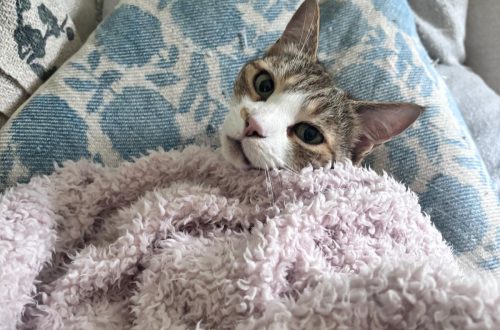 housesitting