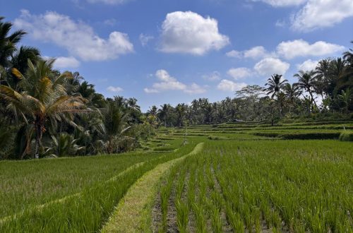 Cómo ir de Depansar a Ubud