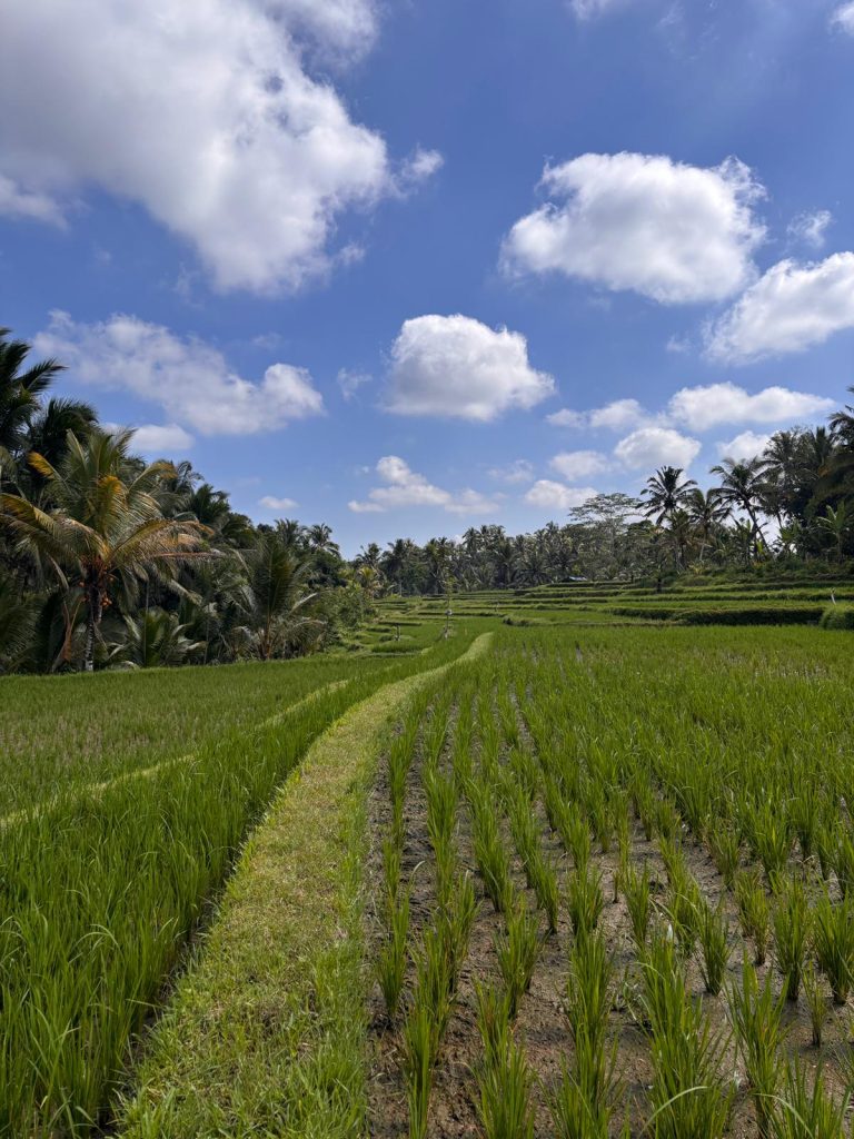 Cómo ir de Depansar a Ubud