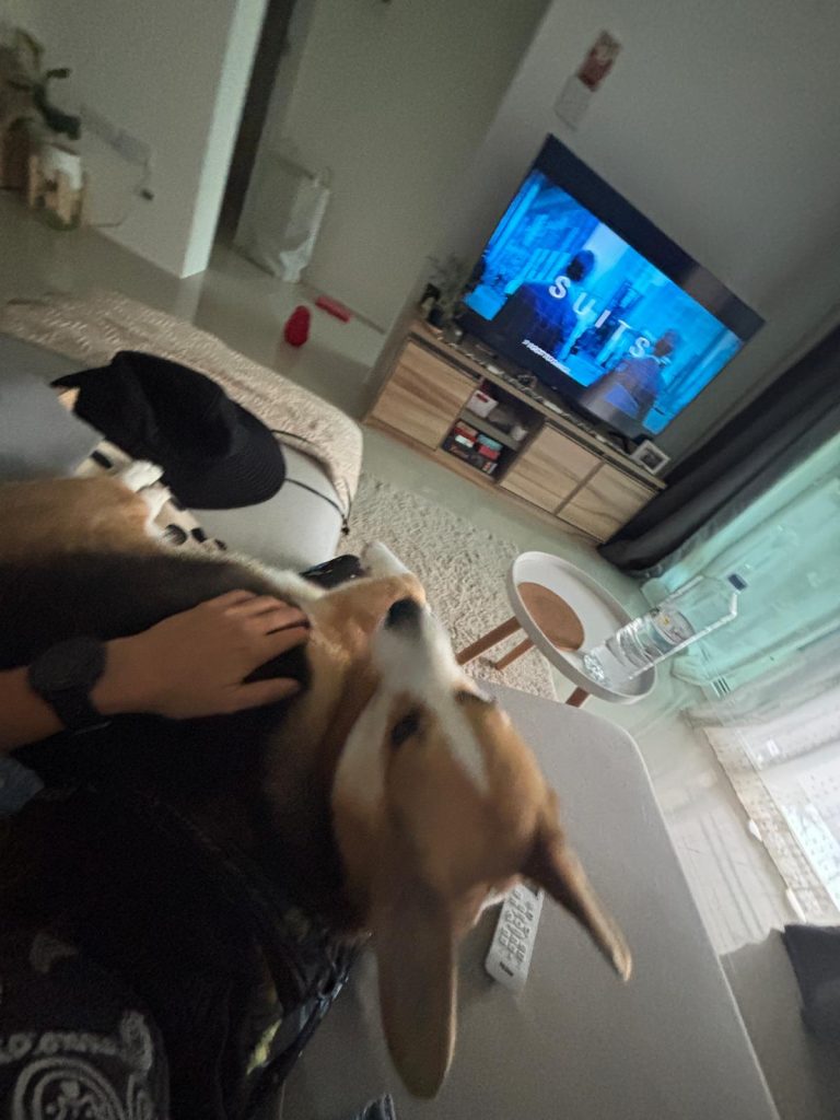 how to get your first house sit gig