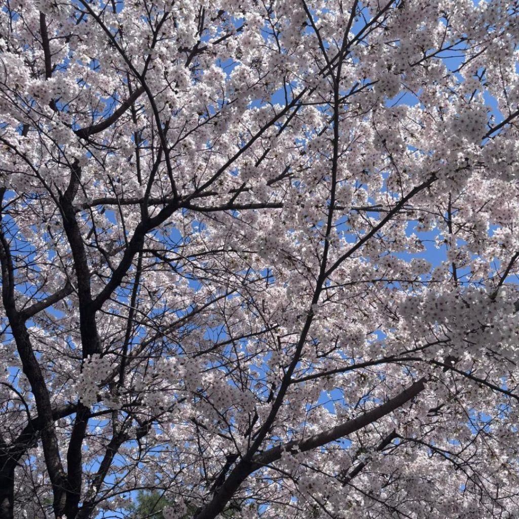 Solo travel in seoul